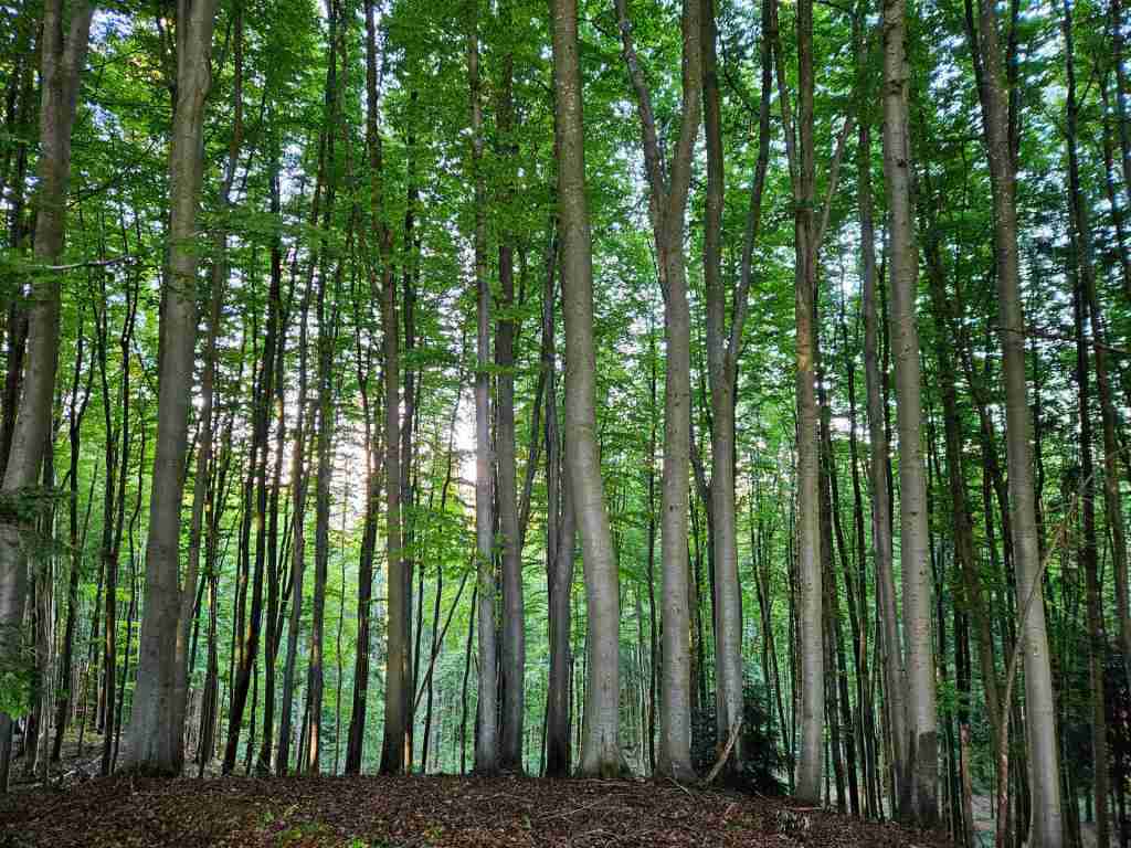 waldverkauf-miesbach_08