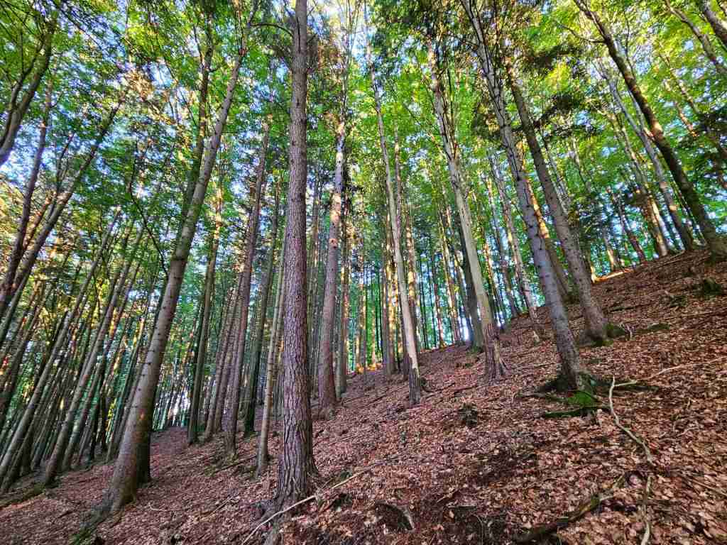 waldverkauf-miesbach_09