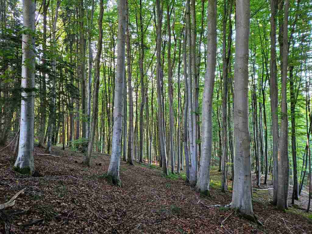 waldverkauf-miesbach_10