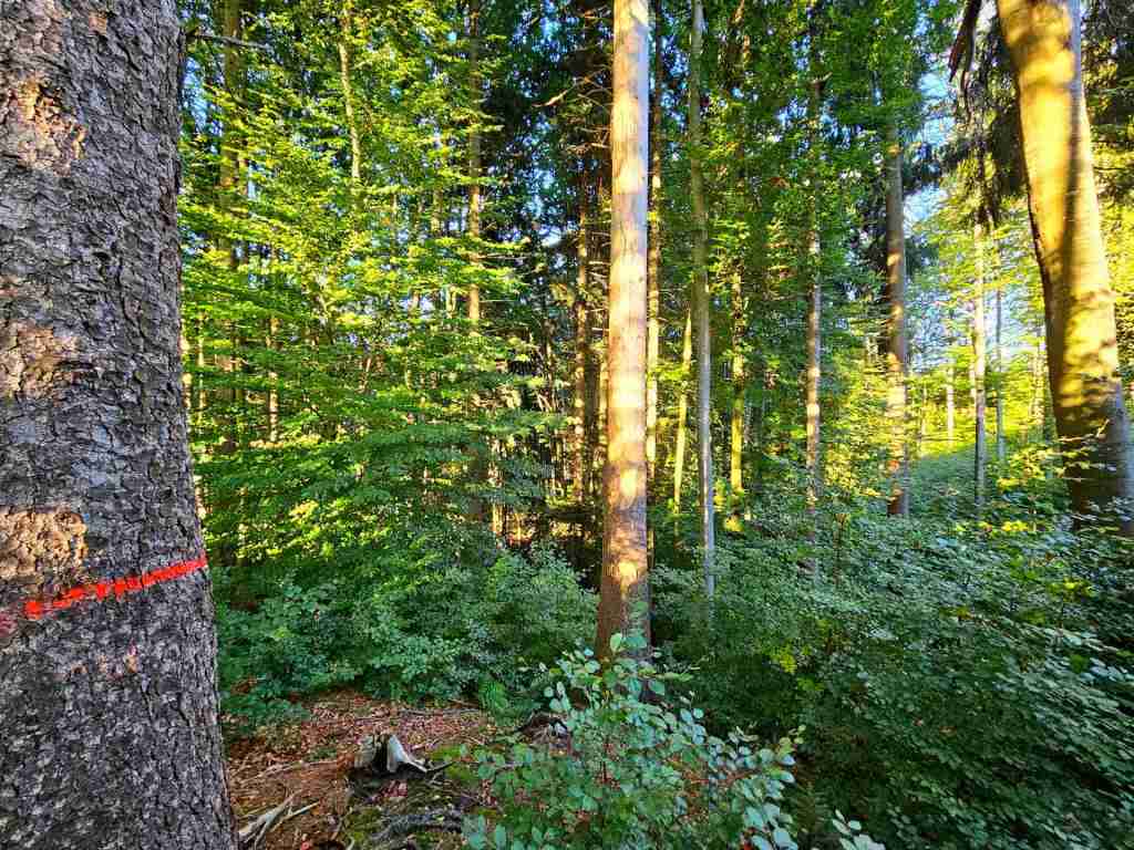 waldverkauf-miesbach_11