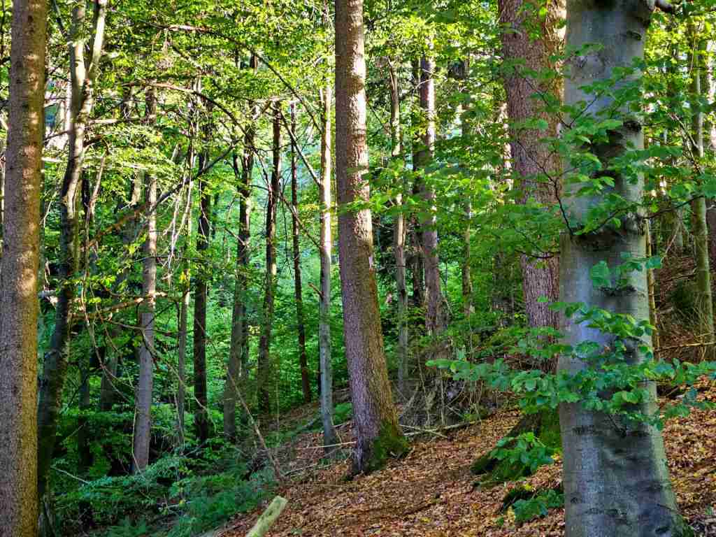 waldverkauf-miesbach_12