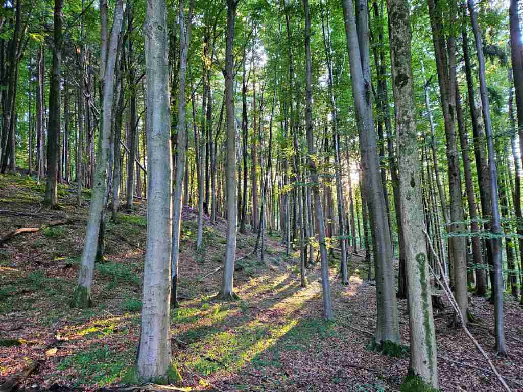 waldverkauf-miesbach_13