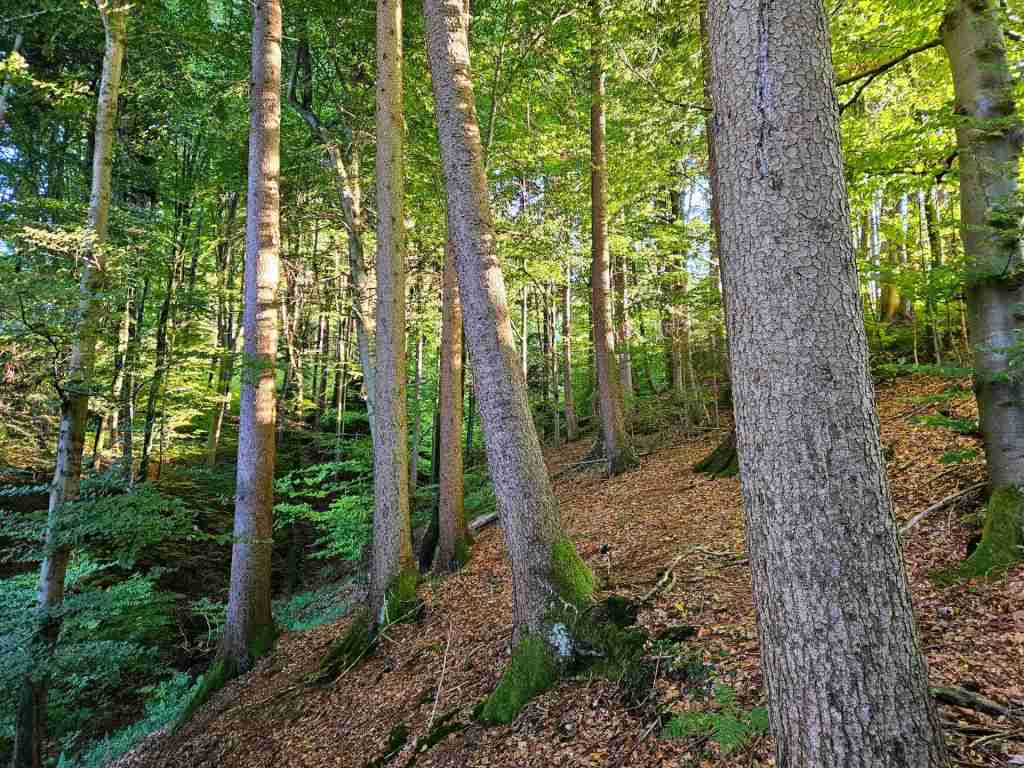 waldverkauf-miesbach_14