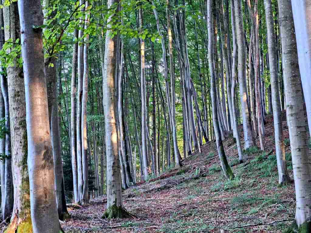 waldverkauf-miesbach_15