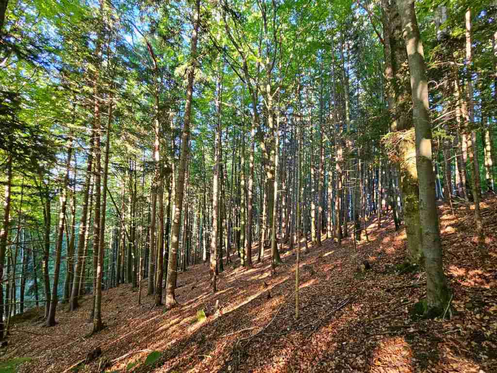 waldverkauf-miesbach_16