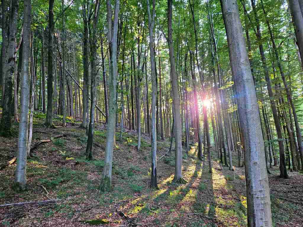 waldverkauf-miesbach_17