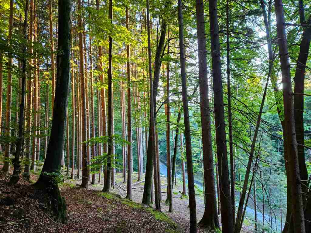 waldverkauf-miesbach_18