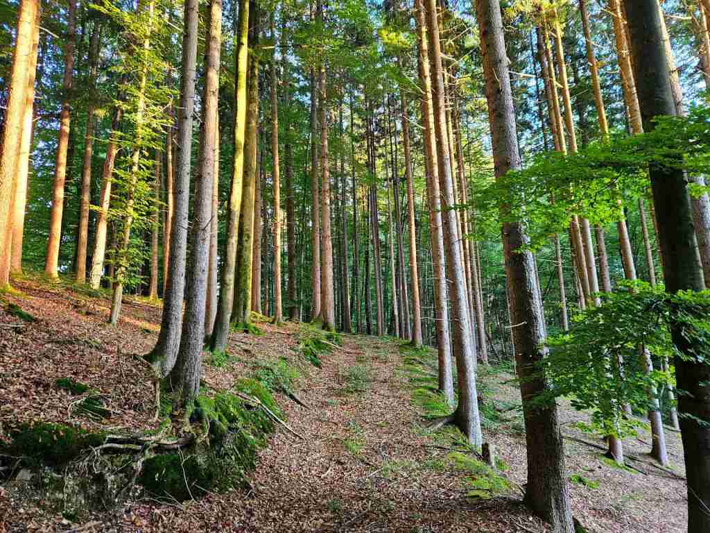 waldverkauf-miesbach_19