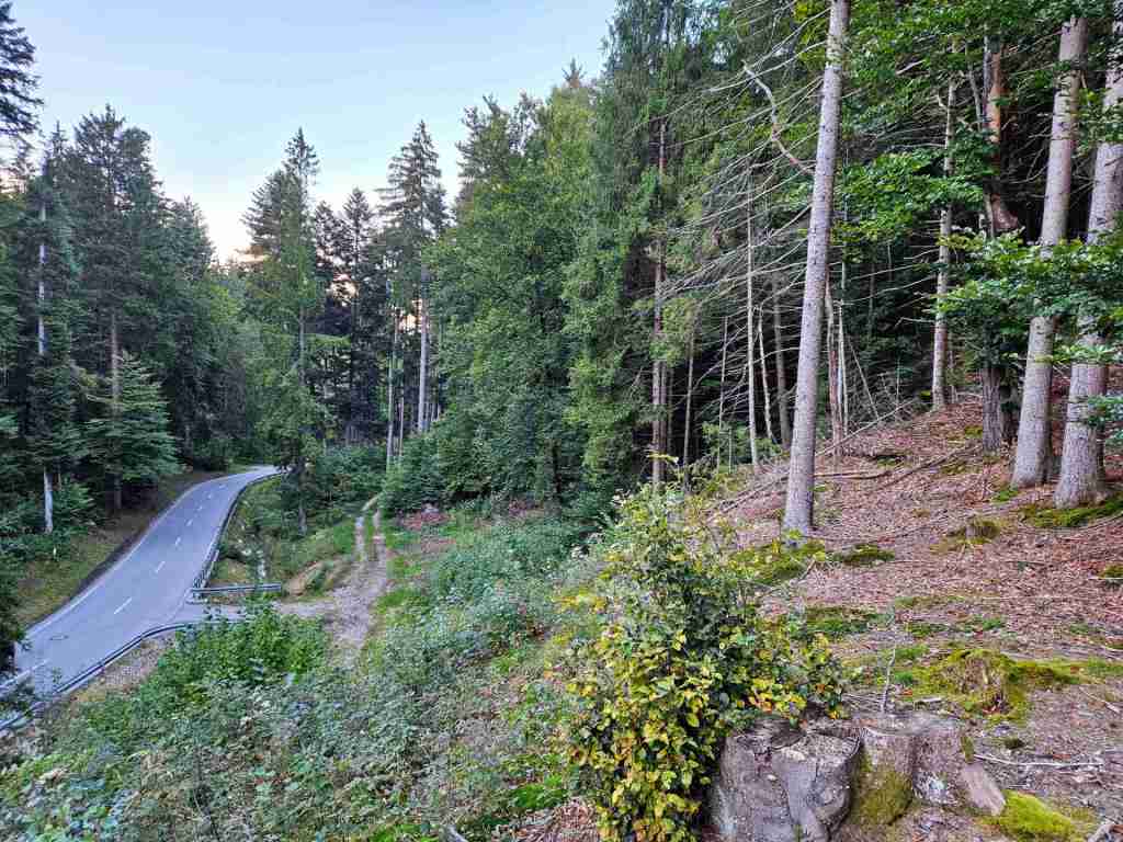 waldverkauf-miesbach_20