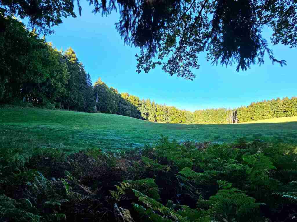 waldverkauf-miesbach_21