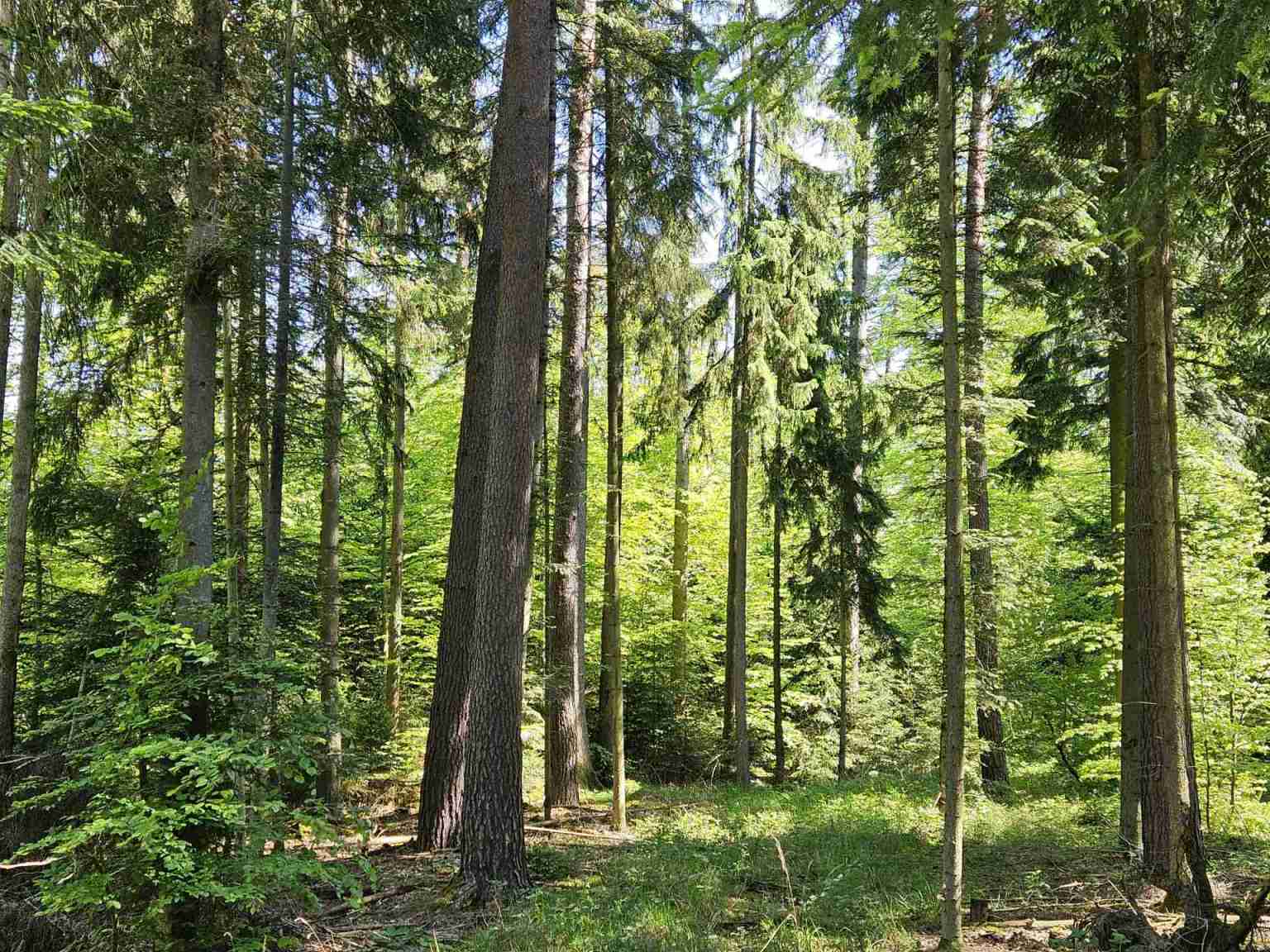 Wald-kaufen – MY FOREST