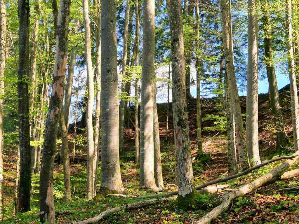 Waldverkauf-Ravensburg
