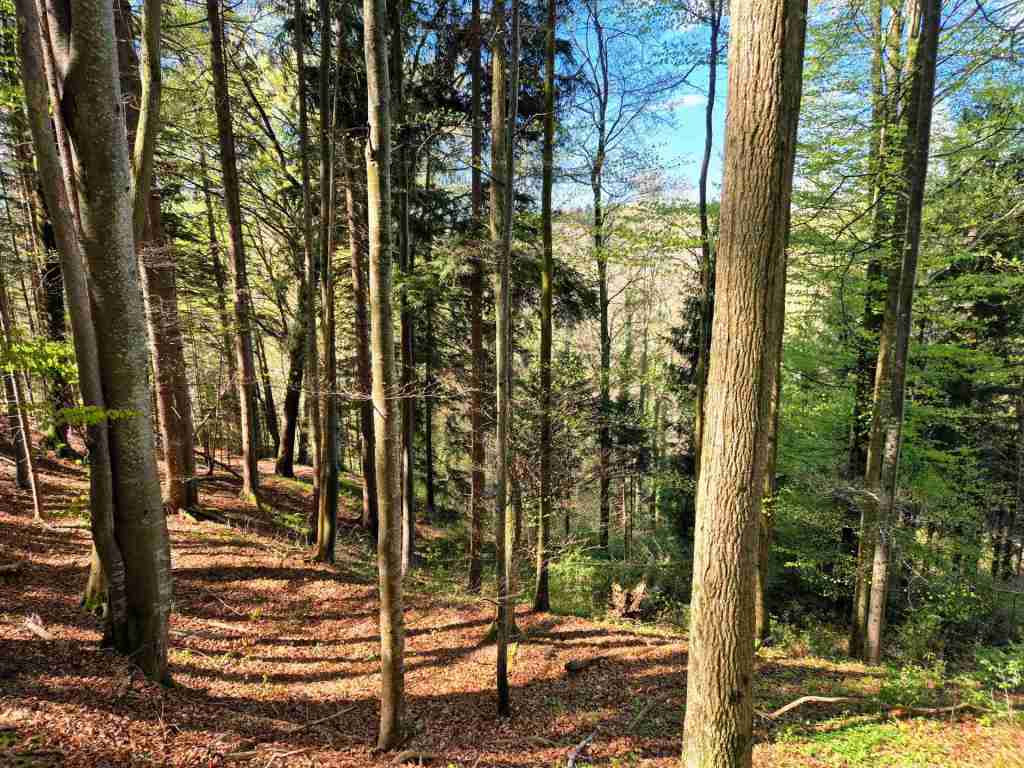 Waldverkauf-Ravensburg_02