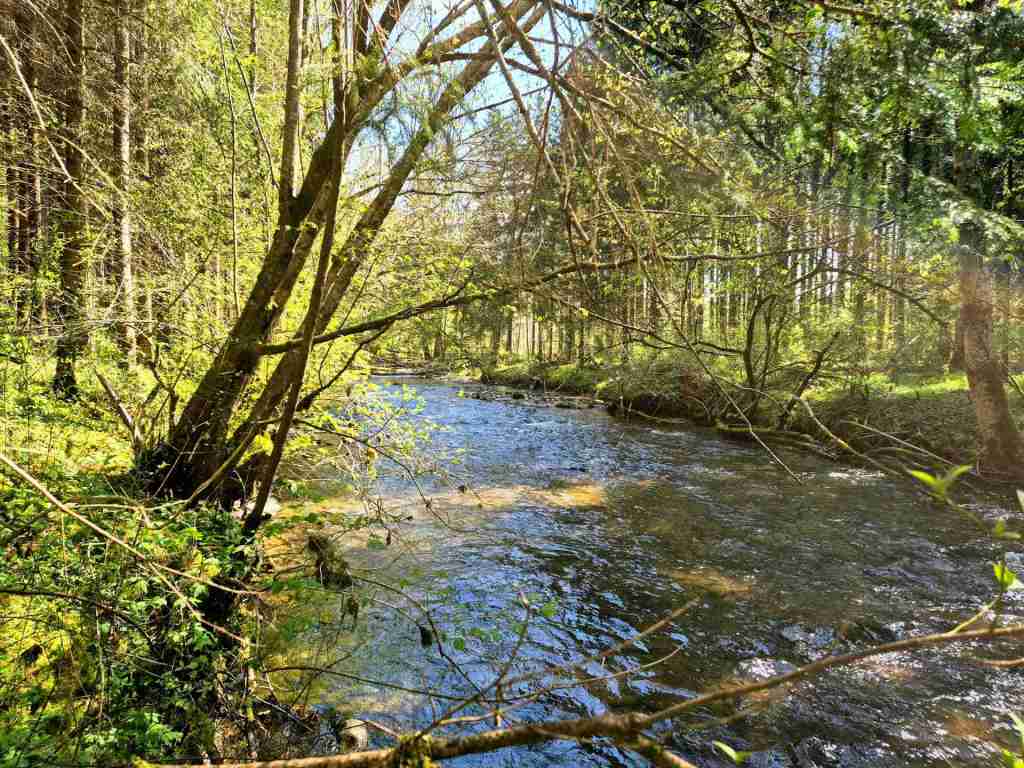 Waldverkauf-Ravensburg_03