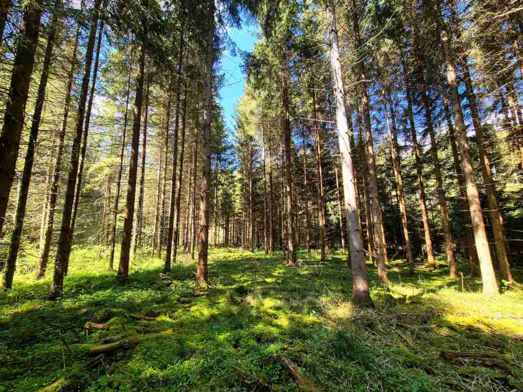 Waldverkauf-Ravensburg_04