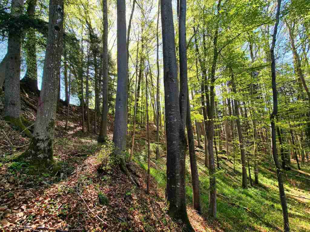 Waldverkauf-Ravensburg_05