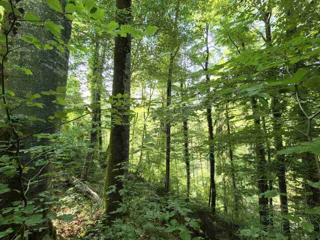 Waldverkauf-Ravensburg_06