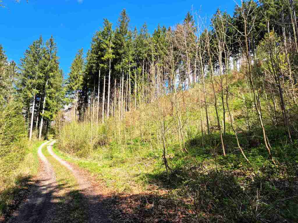 Waldverkauf-Ravensburg_07