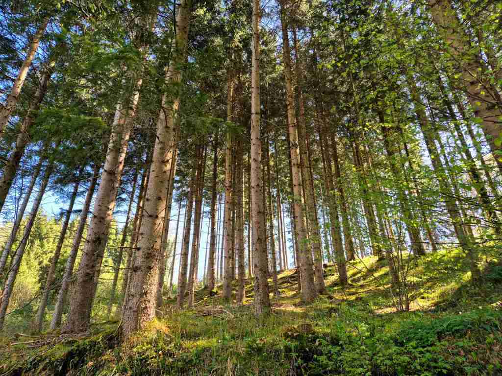 Waldverkauf-Ravensburg_08