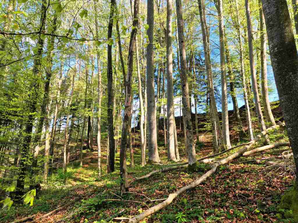 Waldverkauf-Ravensburg_09