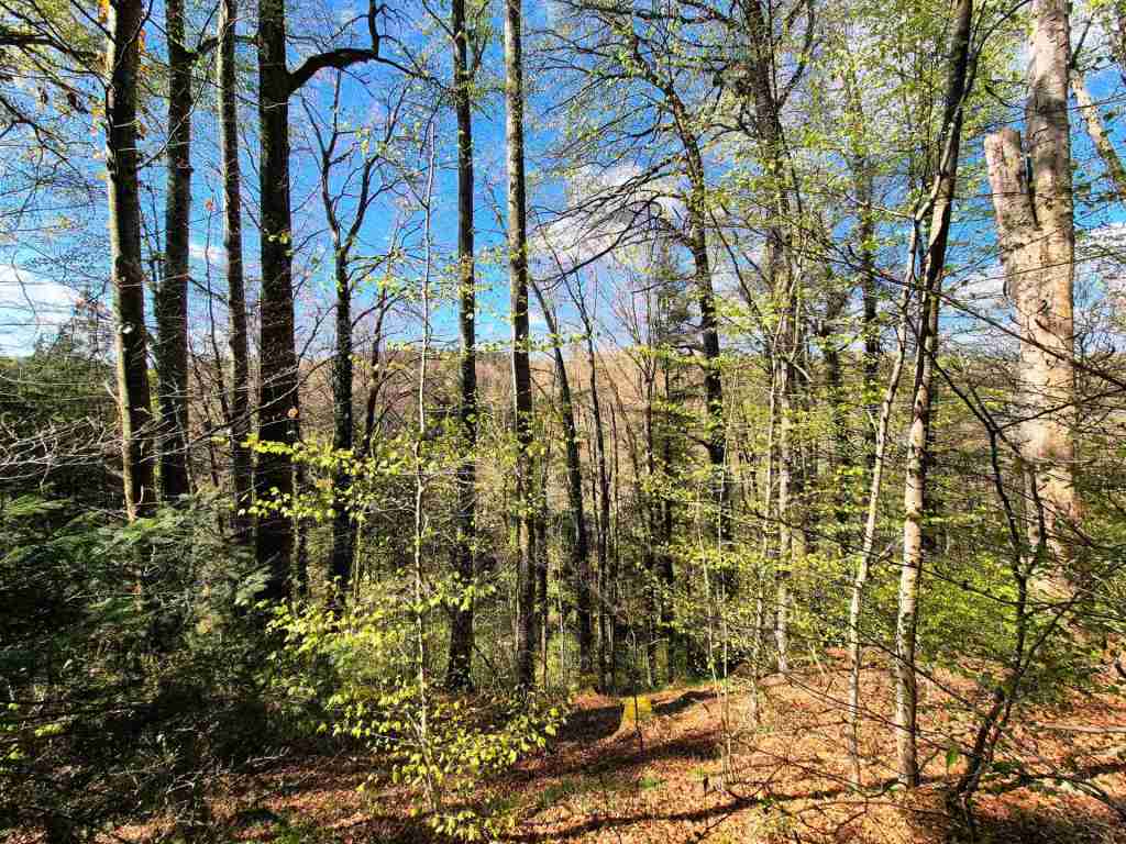 Waldverkauf-Ravensburg_10