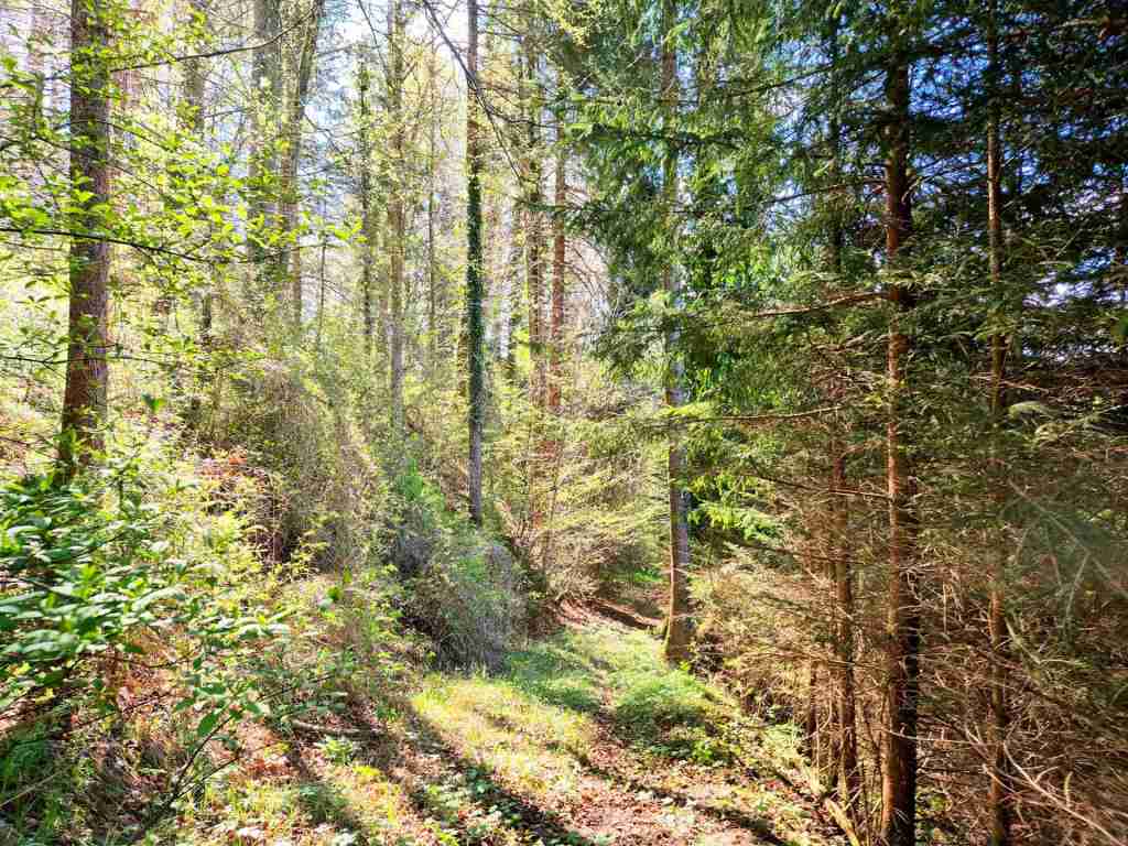 Waldverkauf-Ravensburg_11