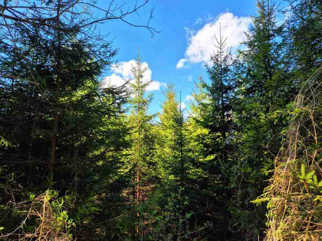 Waldverkauf-Ravensburg_12