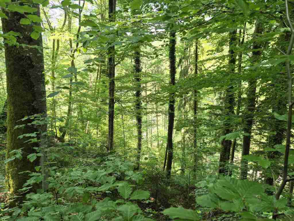 Waldverkauf-Ravensburg_13
