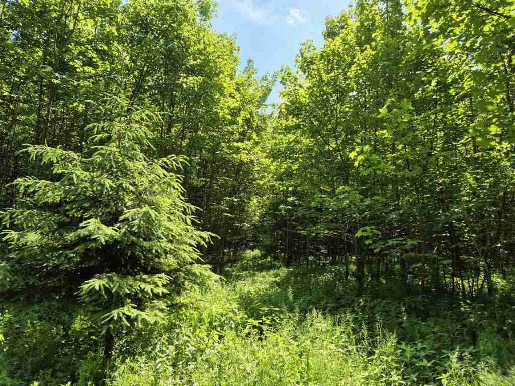 Waldverkauf-Ravensburg_14