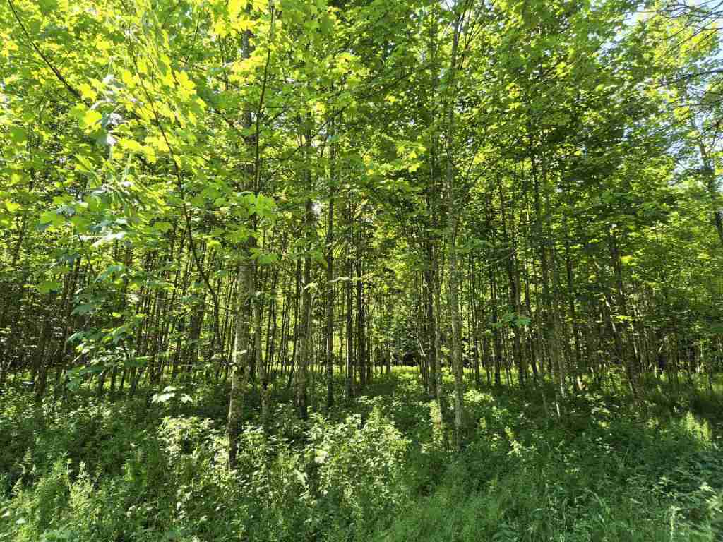 Waldverkauf-Ravensburg_15