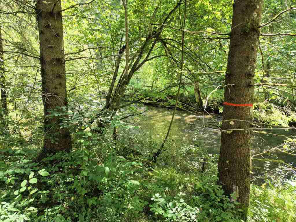 Waldverkauf-Ravensburg_16