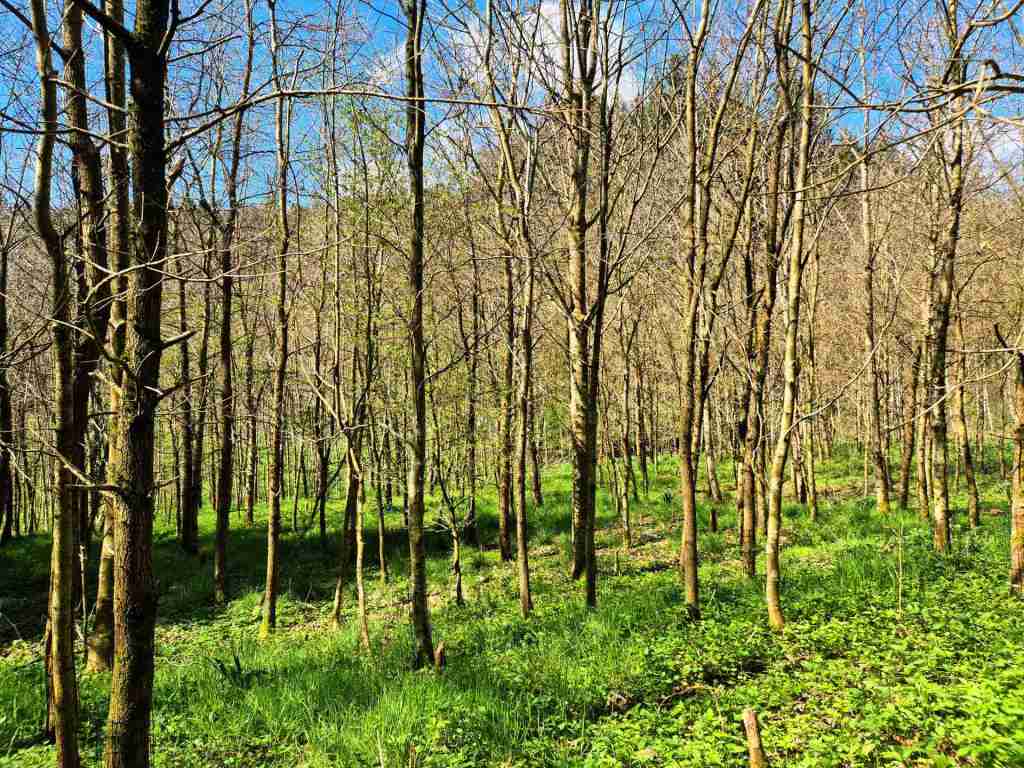 Waldverkauf-Ravensburg_17