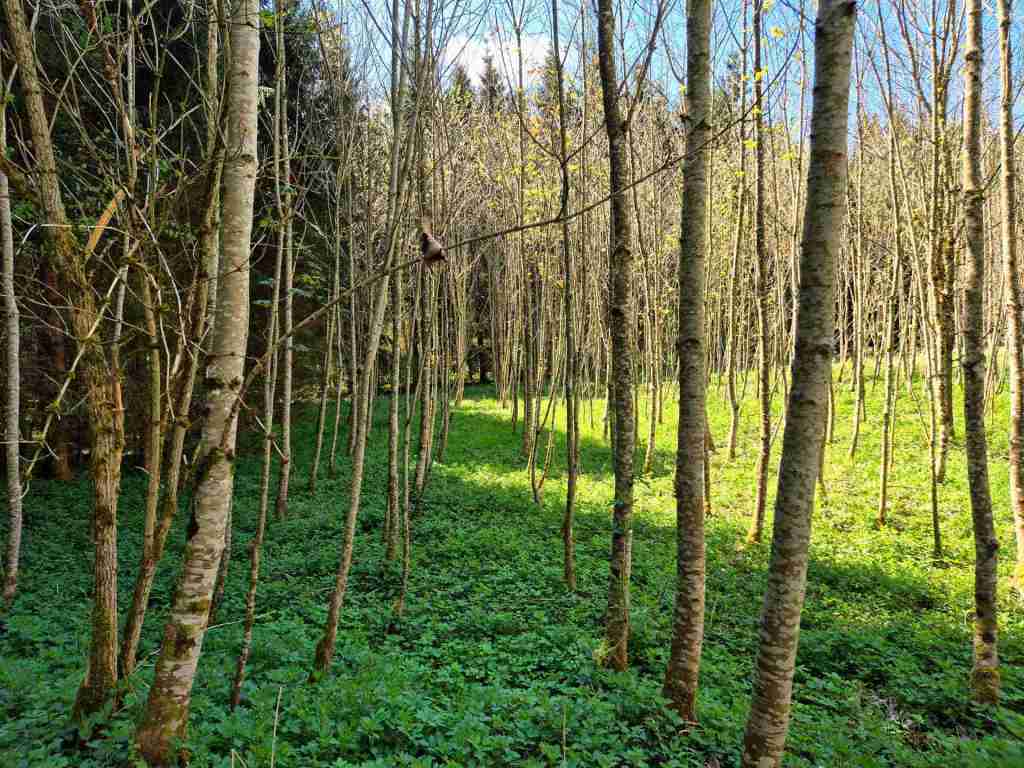 Waldverkauf-Ravensburg_18