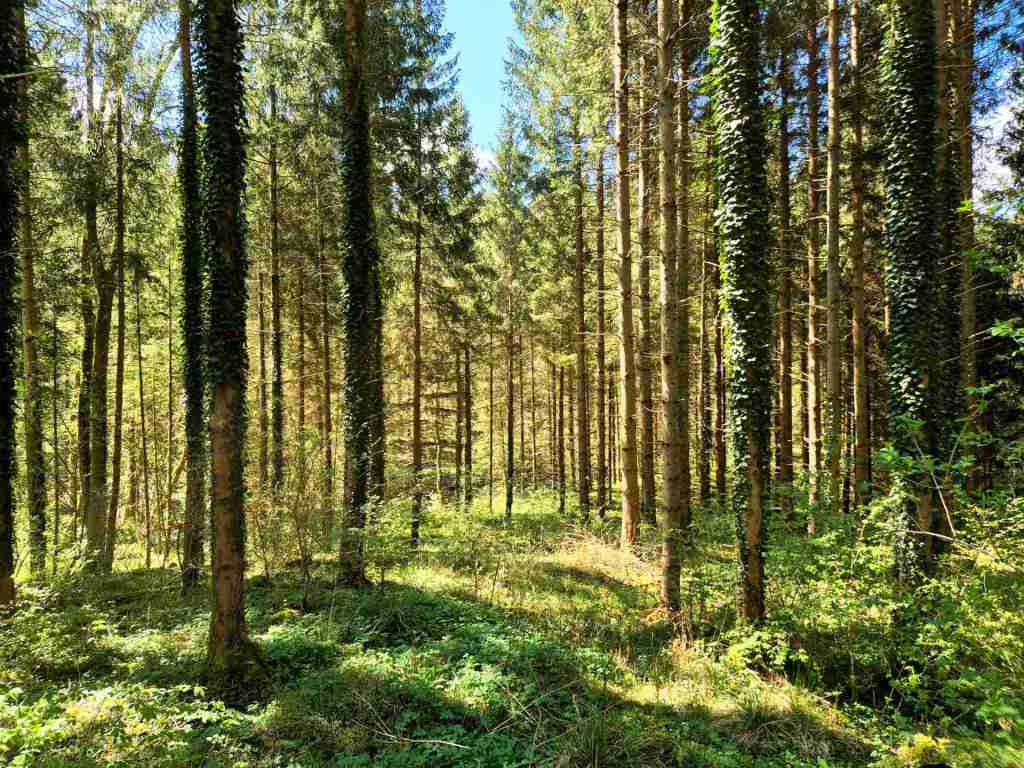 Waldverkauf-Ravensburg_19