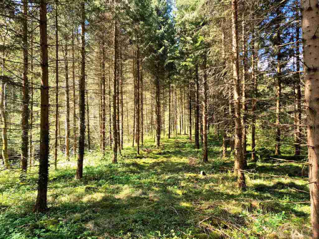 Waldverkauf-Ravensburg_21