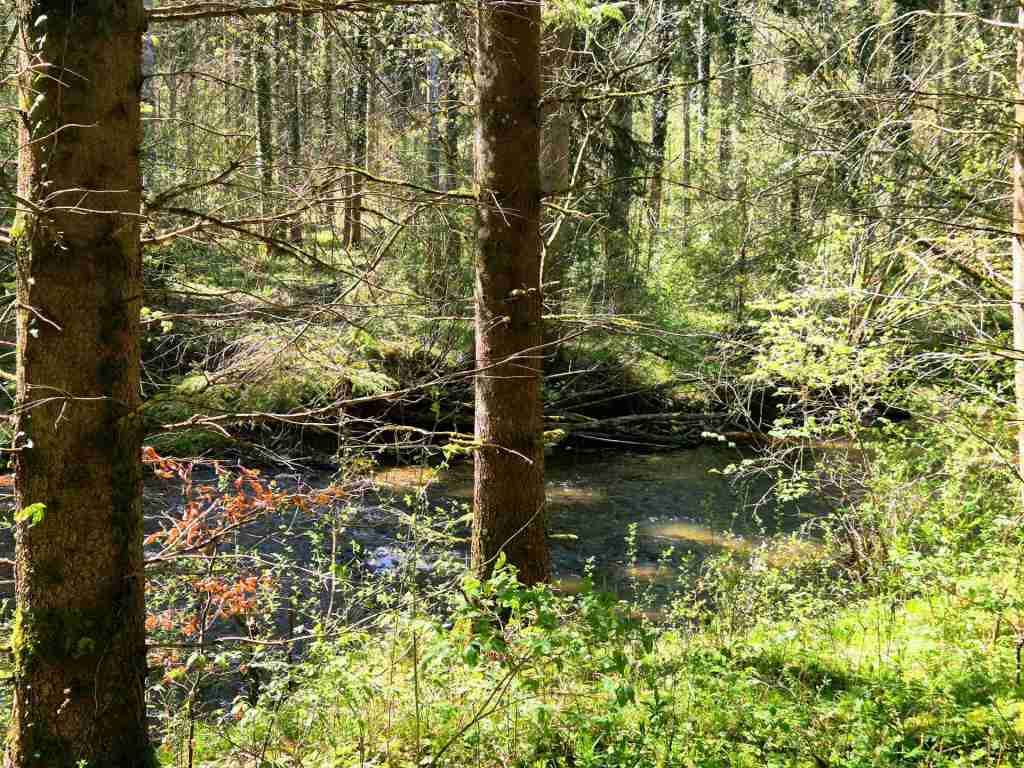 Waldverkauf-Ravensburg_22