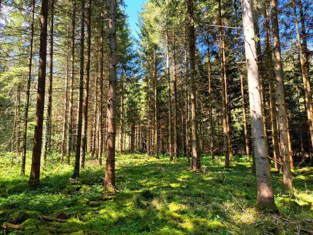 Waldverkauf-Ravensburg_23