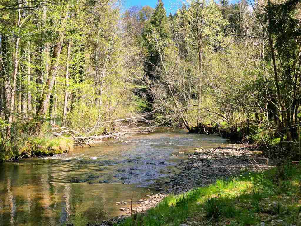 Waldverkauf-Ravensburg_24