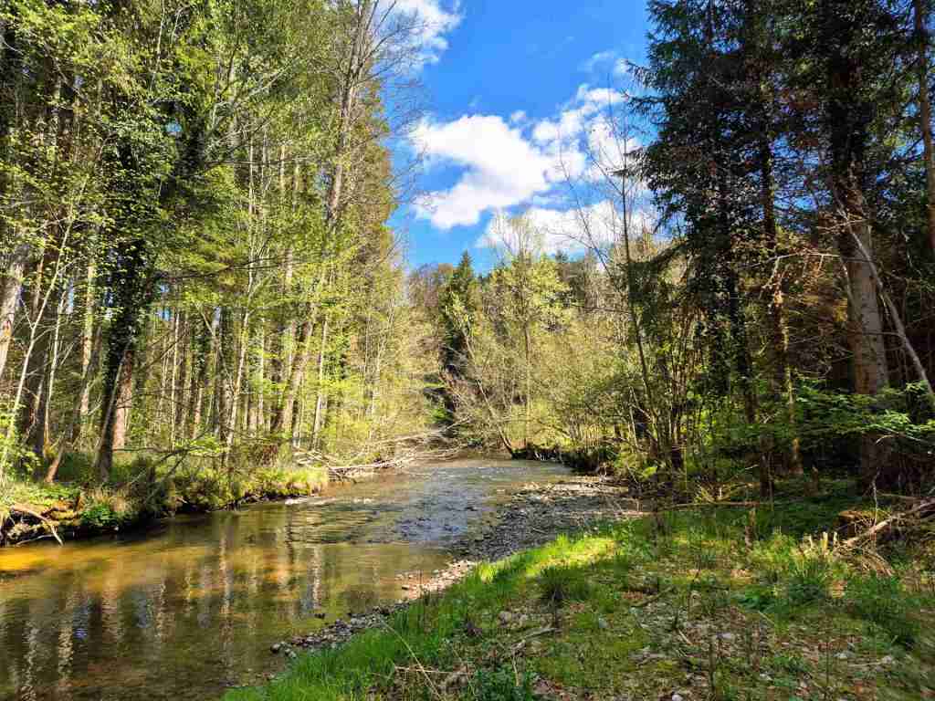 Waldverkauf-Ravensburg_25