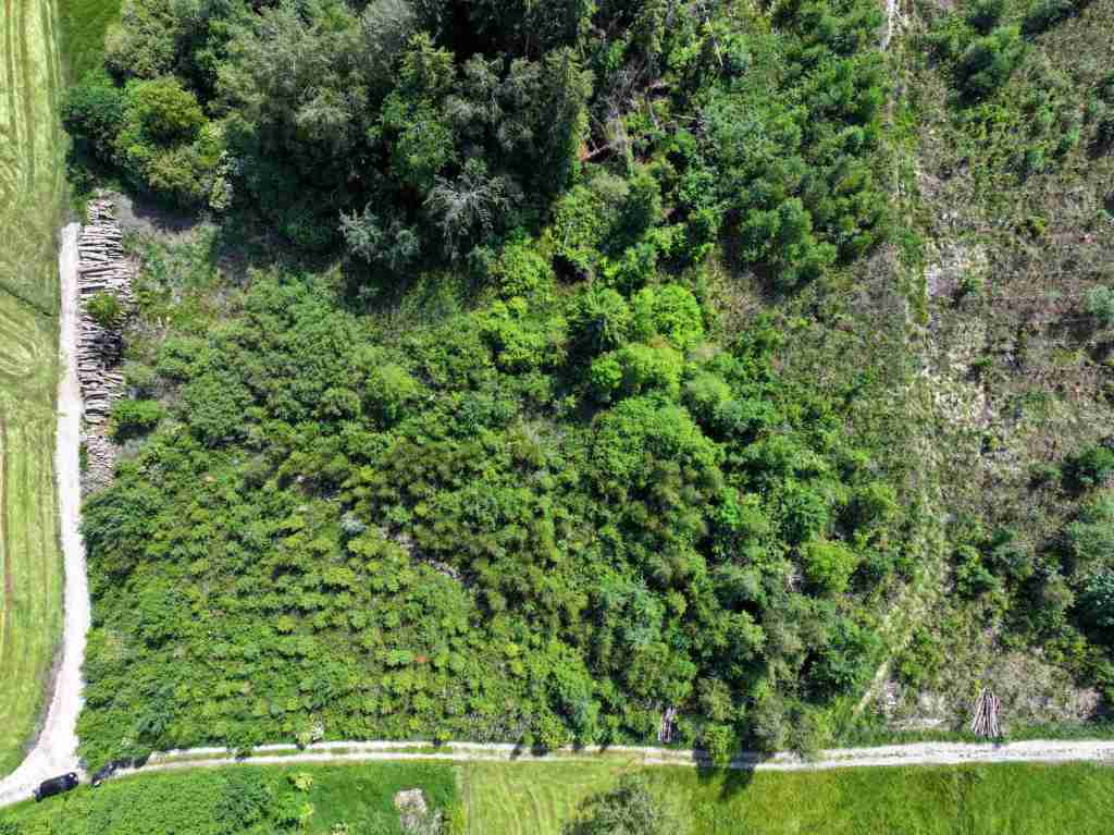 Waldverkauf-Ravensburg_34