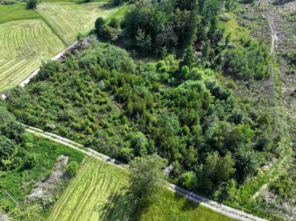 Waldverkauf-Ravensburg_35