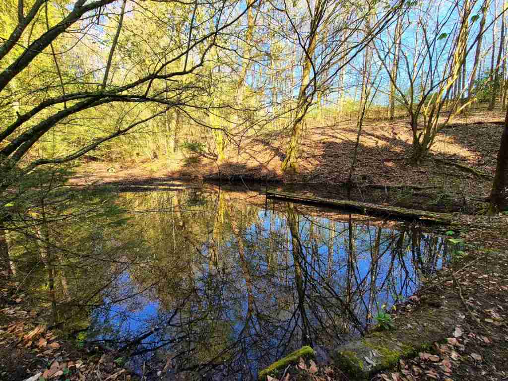 Waldverkauf-Mainhardt_02