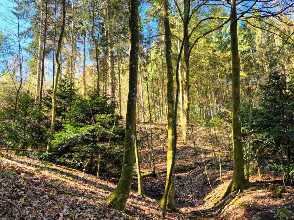 Waldverkauf-Mainhardt_04