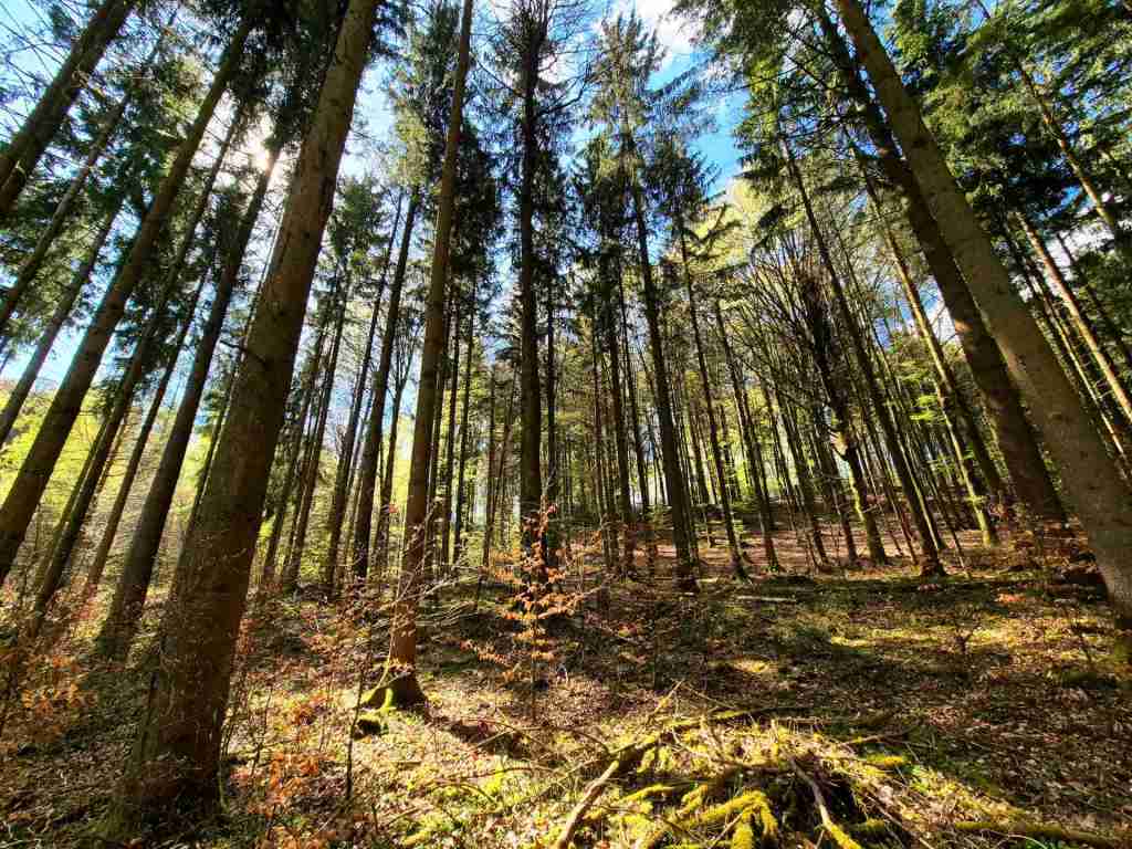Waldverkauf-Mainhardt_05