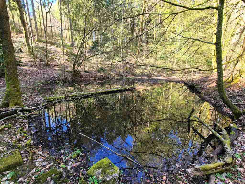 Waldverkauf-Mainhardt_08
