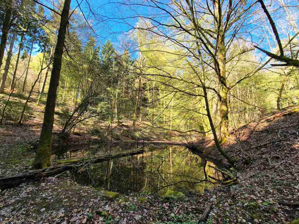 Waldverkauf-Mainhardt_09