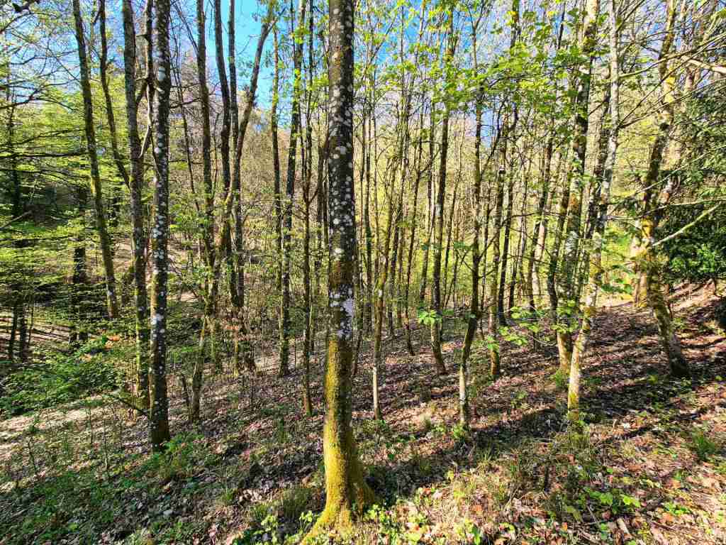 Waldverkauf-Mainhardt_12