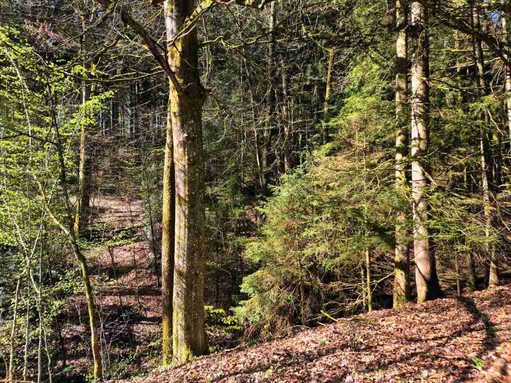 Waldverkauf-Mainhardt_13