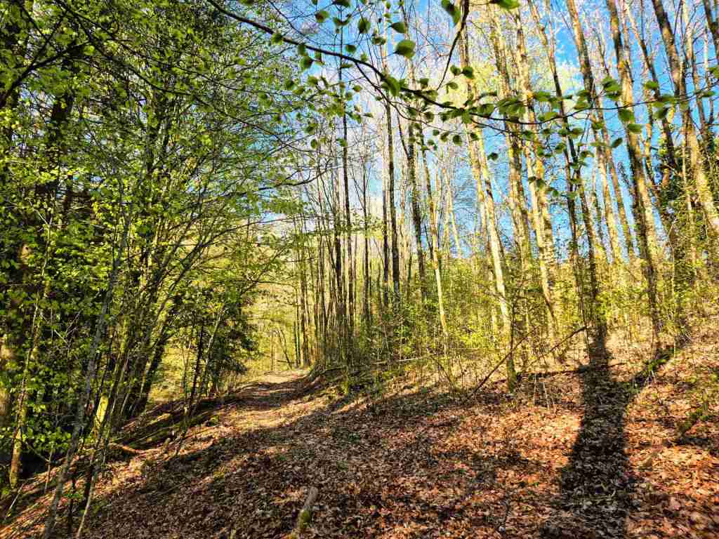 Waldverkauf-Mainhardt_14