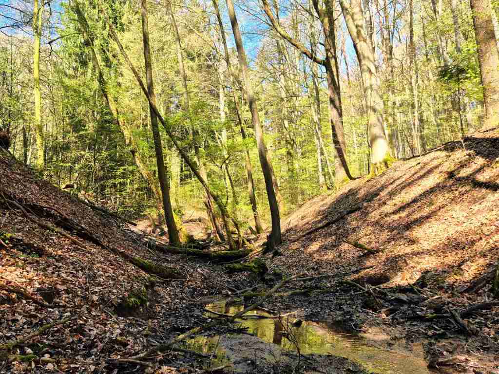Waldverkauf-Mainhardt_16
